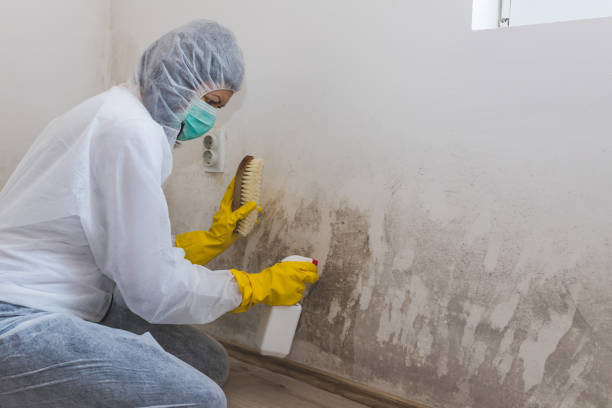 Best Mold Removal for HVAC Installations  in Morris, IL